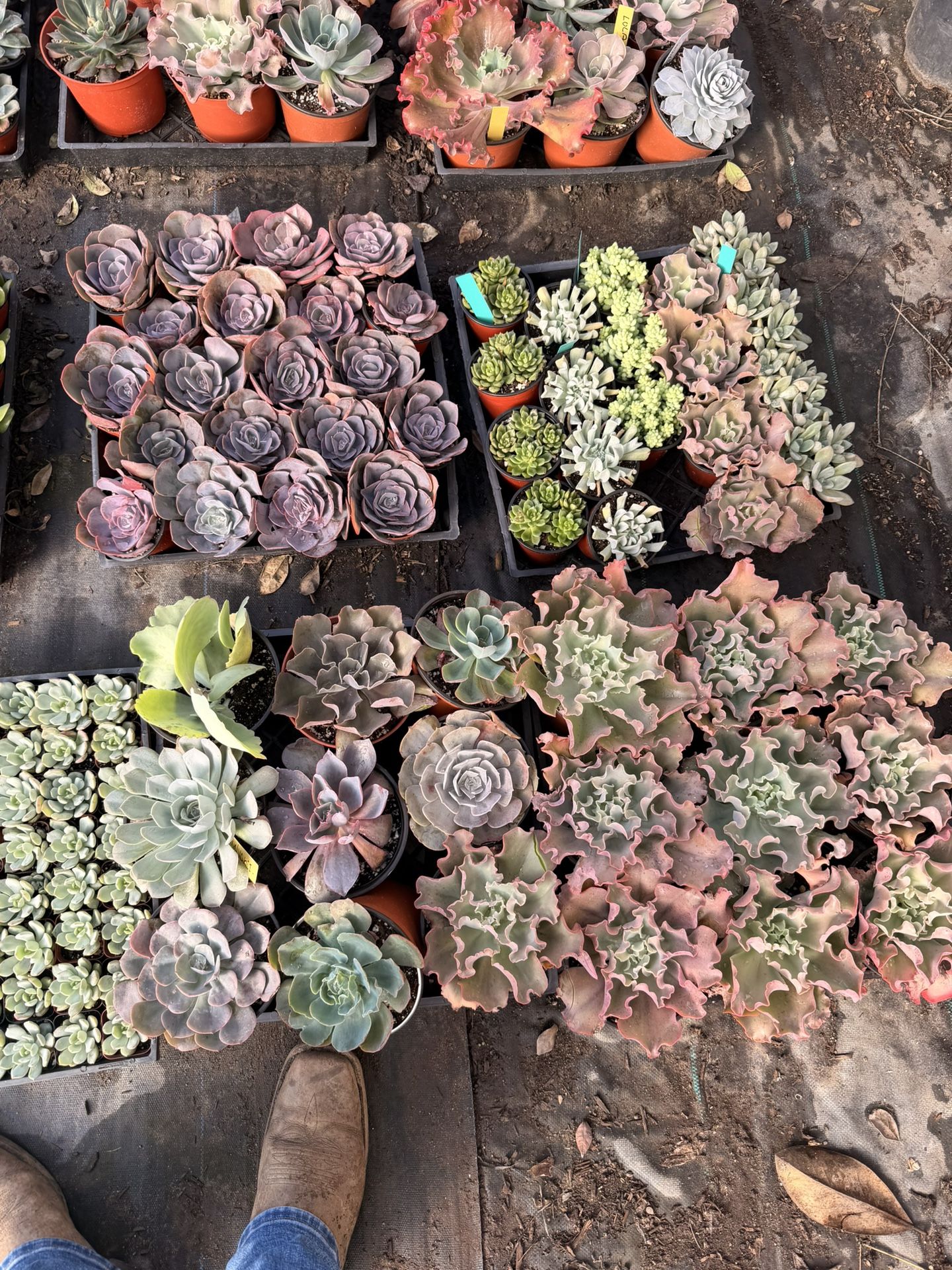 Succulents