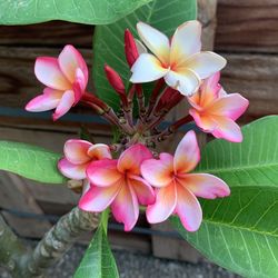Hearts Desire Double Plumeria 