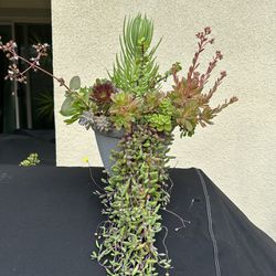Assorted Succulent Plants 