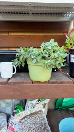 Plants