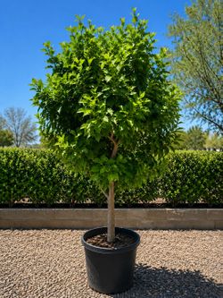 Lemon tree for sale
