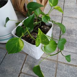 House Plant In A Cute White Square Vase