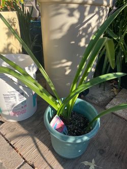 Amaryllis plant
