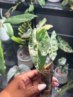 Alocasia Frydek Variegated Pup ✨