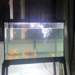 Fish Tank And Fish Stand
