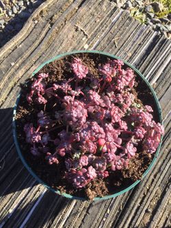 Rose style succulent