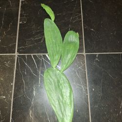 Cactus Starter...