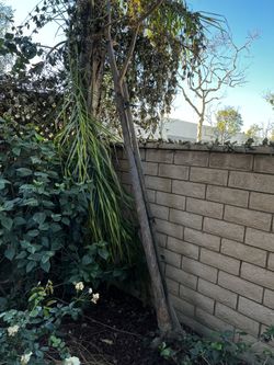 Free Wood