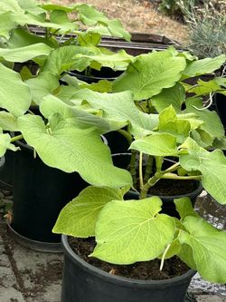 Planta De Hierba Santa 