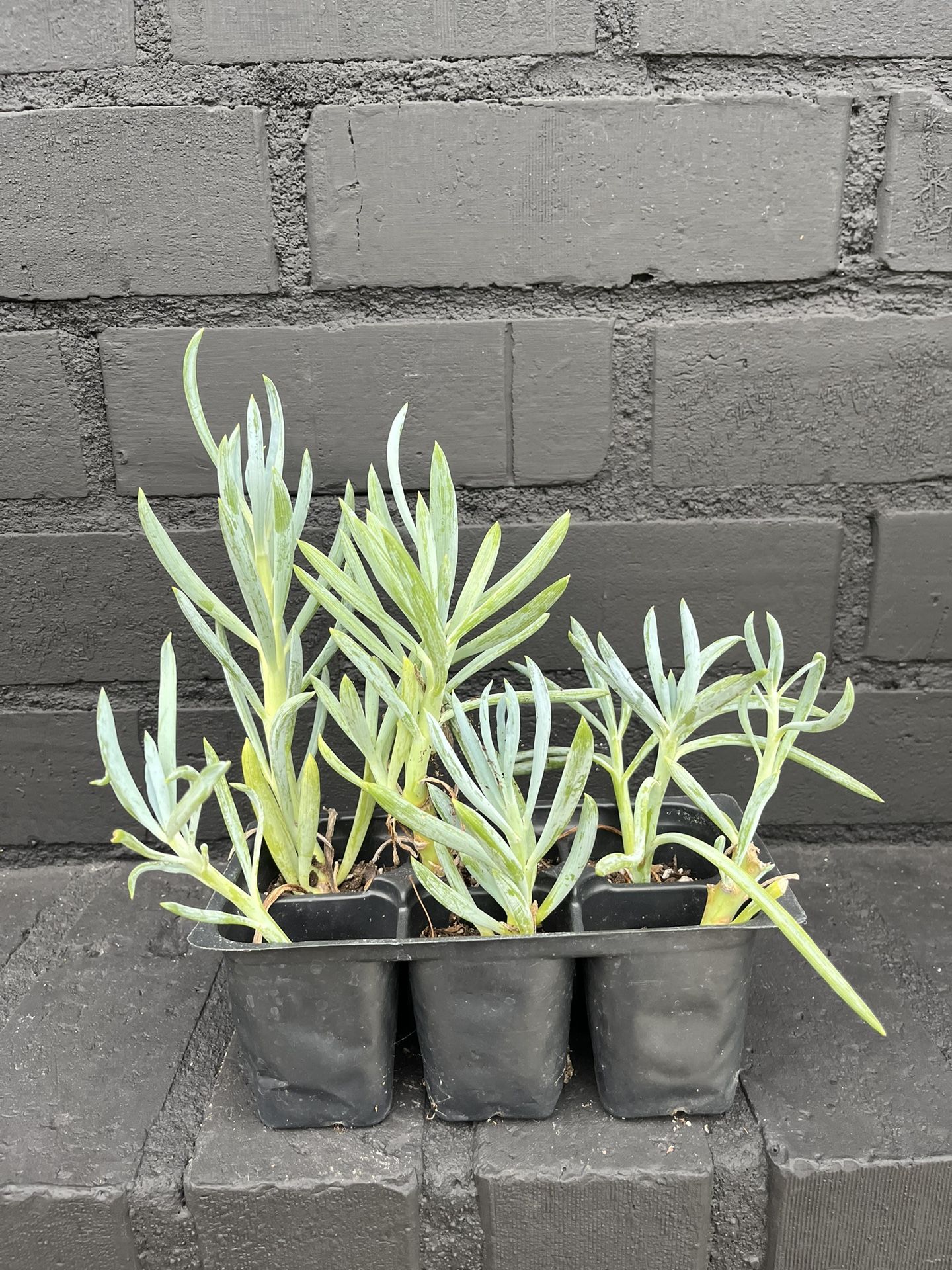 Succulents