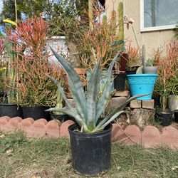 Agave Cactus Plant