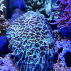 Fake Corals Reef Tank 