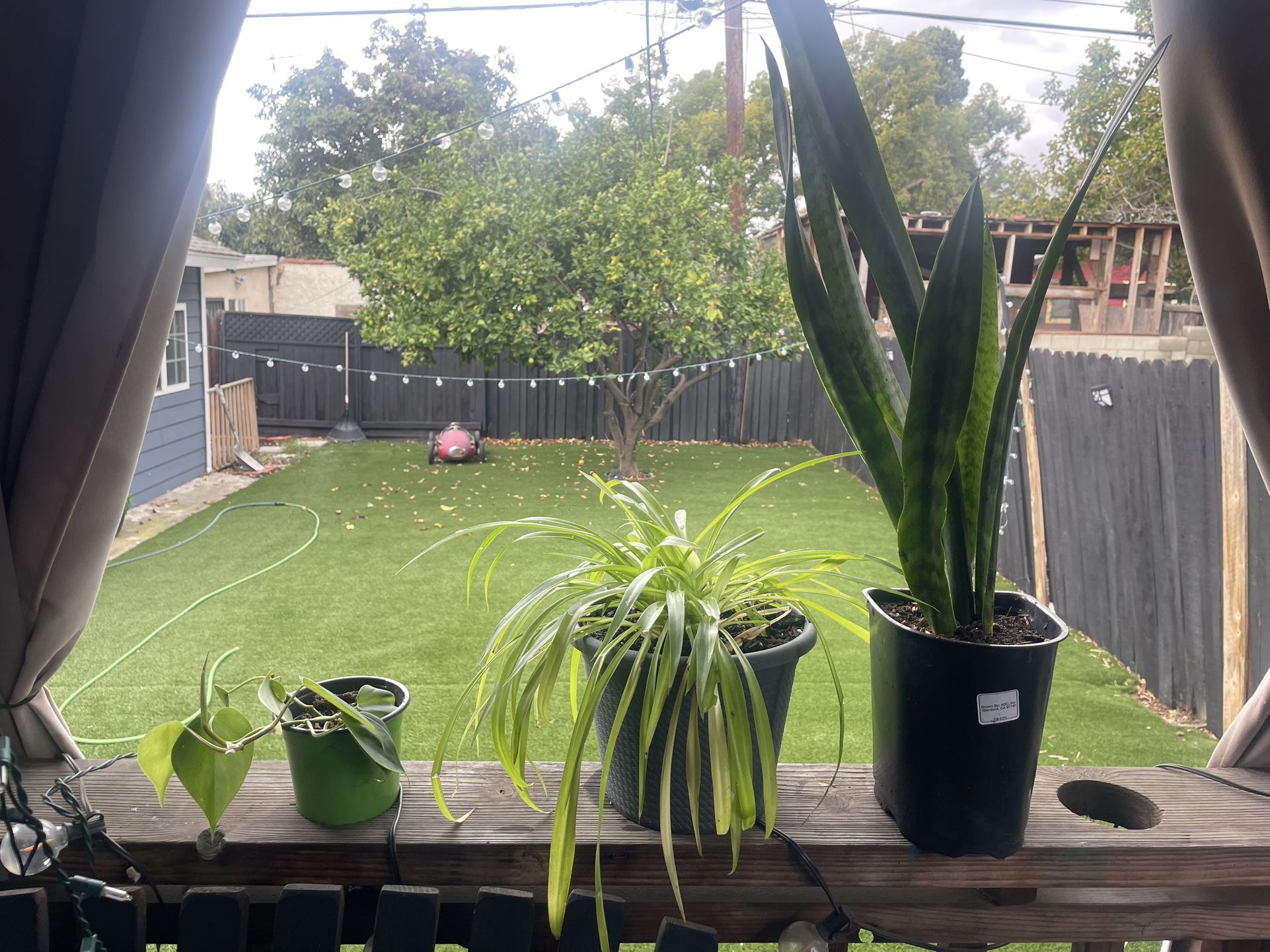 Indoor Plant Starter Plants Snake Pothos Spider