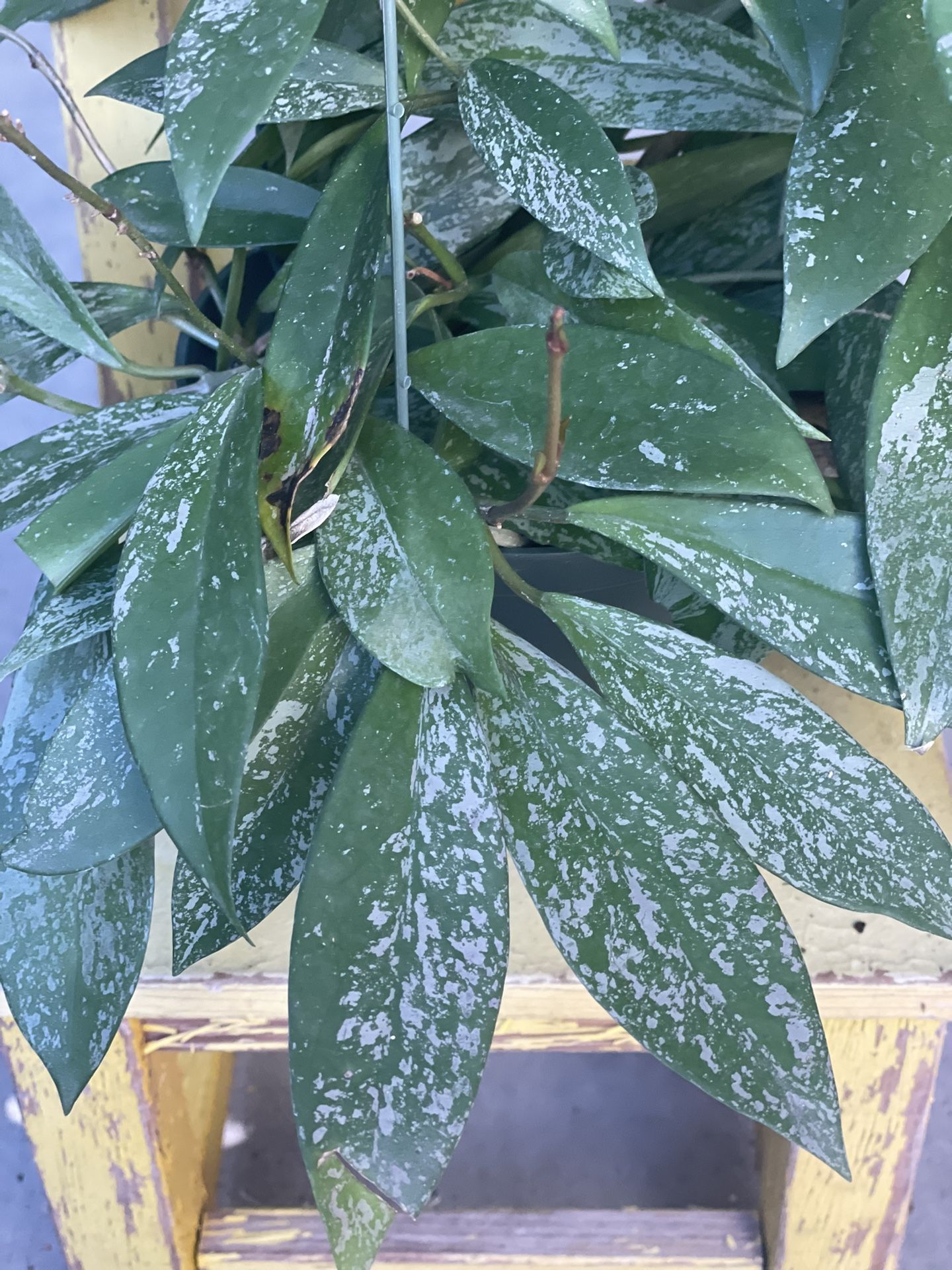 Hoya Pubicalyx Pink Silver Plant 