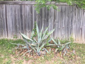 Plants for sale by groups