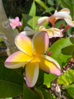 Plumeria plants