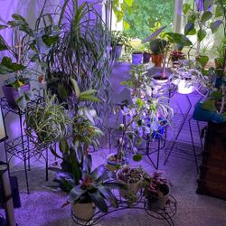 Plants For Sale
