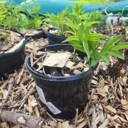 Foodbearing Perennials For Sale
