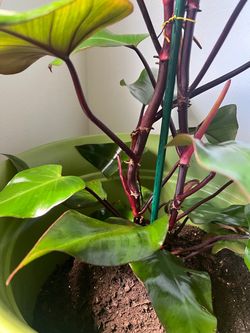 Plant