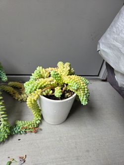 Donkey's Tail PLANT