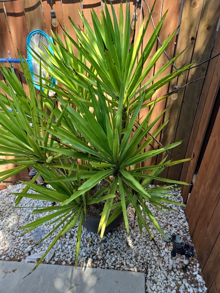 Palm Tree In Pot