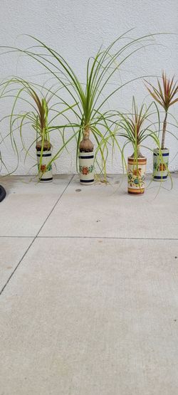 Dragon tree or ponytail palm