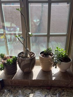 Succulent plants  & small tree Bundle set lot