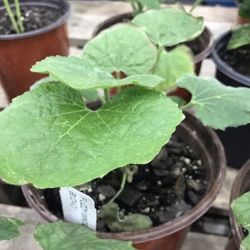 Opo Upo Fuzzy Gourd Squash Fully Grown Plant Ready To Yield Hundreds Of Fruits