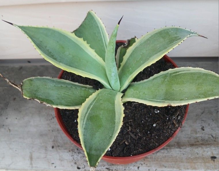 Agave Celsii Multicolor Succulent Plant 🪴 (C)