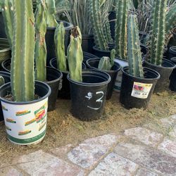 Assorted Cactus