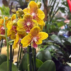Orchids