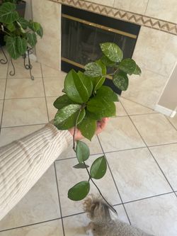 Hoya Carnosa "Spash"