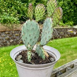 Cactus 🌵 Plant 🪴 