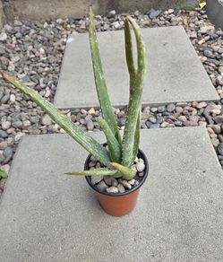 ALOE VERA PLANT for inside or outside plant