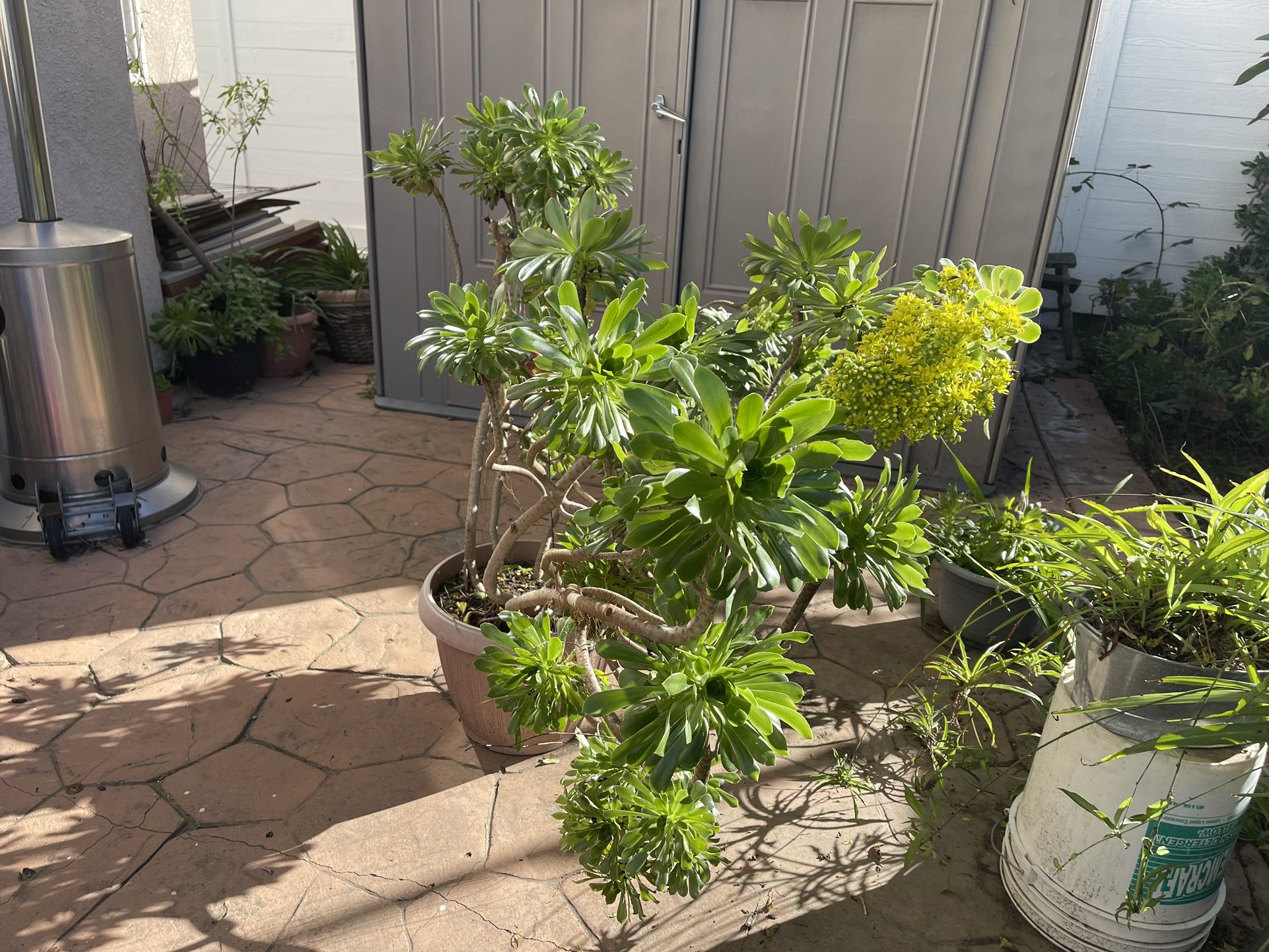 Beautiful Plant With Flower