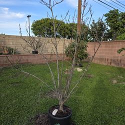 Pink Cherry Blossom Tree
