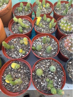 Trichocereus Bridgesli