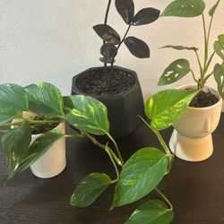 Three Live House Or Patio Plants 