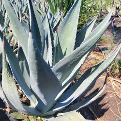 Agave 