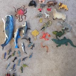 Wild Animals & Undersea Creatures And Divers