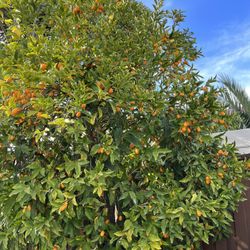 Kumquats For Sale - $7/lb