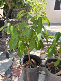 Soursop Tree