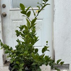 Key lime tree Mexican lemon