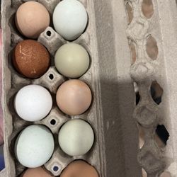 Fresh eggs