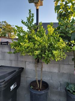 Mexican Key Lime Tree