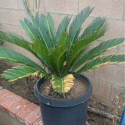 Sago Palms For Sale