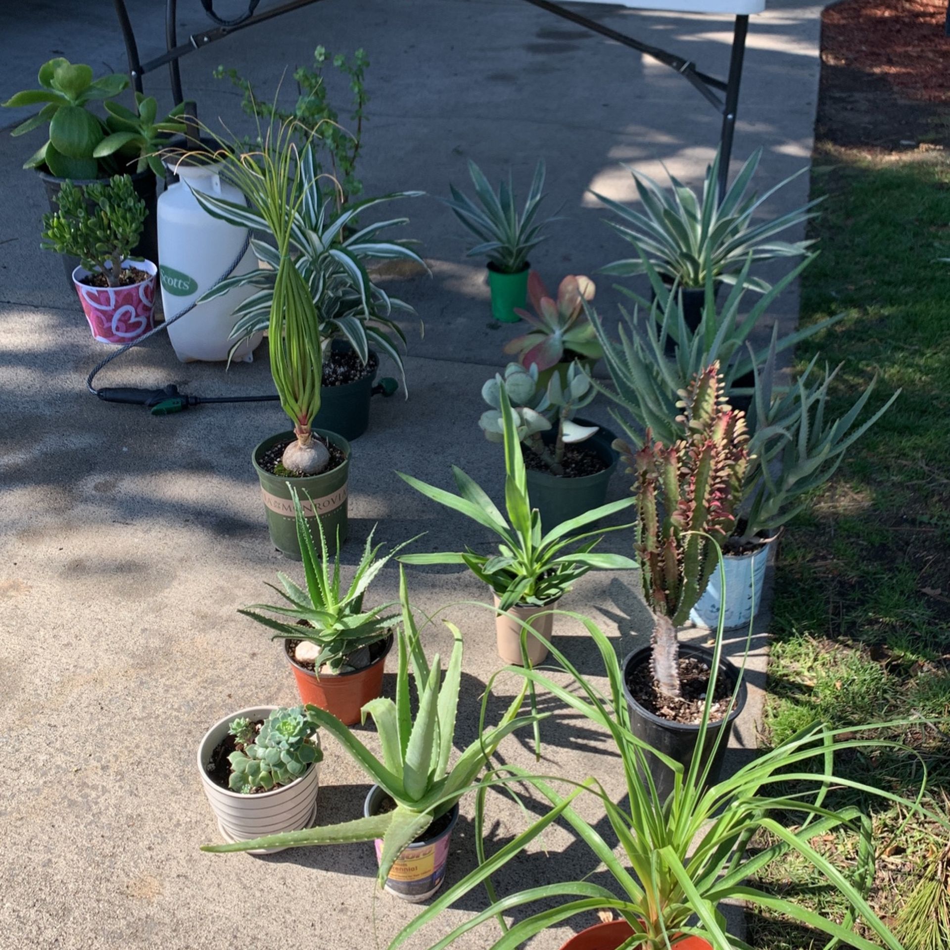 Plants For Sale Today