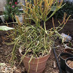 Fire Pencil Plant / Fire Stick Plant