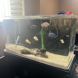 50 Gallon Acrylic Fish Tank