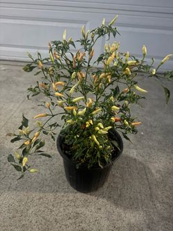 Thai spicy chilli fruits year round